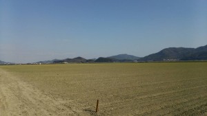 岡山吉備中央町ぶどうピオーネ