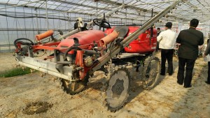 岡山吉備中央町ぶどうピオーネ