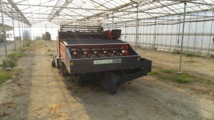 岡山吉備中央町ぶどうピオーネ