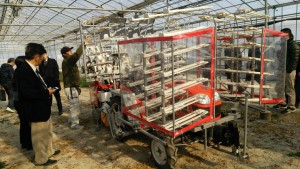 岡山吉備中央町ぶどうピオーネ