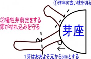 岡山吉備中央町ぶどうピオーネ