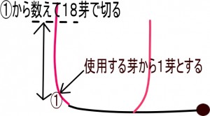 岡山吉備中央町ぶどうピオーネ
