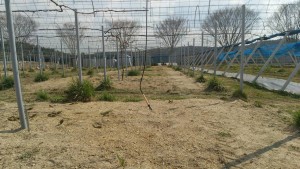 岡山吉備中央ぶどうピオーネシャインマスカット