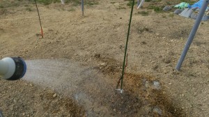 岡山吉備中央ぶどうピオーネシャインマスカット