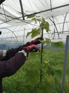 s-シャイン切り戻し