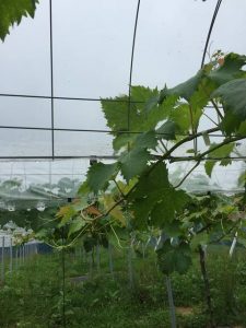 s-ビニールの外に