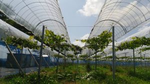 岡山吉備中央ぶどうピオーネシャインマスカット