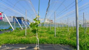 岡山吉備中央ぶどうピオーネシャインマスカット