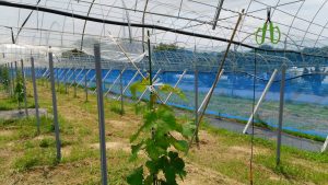 岡山吉備中央ぶどうピオーネシャインマスカット