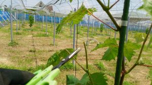 岡山吉備中央ぶどうピオーネシャインマスカット