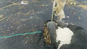 岡山吉備中央ぶどうピオーネシャインマスカット