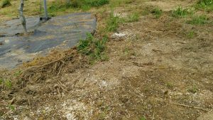 岡山吉備中央ぶどうピオーネシャインマスカット