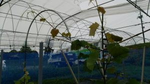 岡山吉備中央ぶどうピオーネシャインマスカット