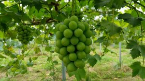 岡山吉備中央ぶどうピオーネシャインマスカット