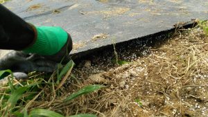 岡山吉備中央ぶどうピオーネシャインマスカット