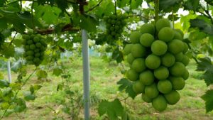 岡山吉備中央ぶどうピオーネシャインマスカット