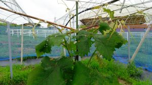 岡山吉備中央ぶどうピオーネシャインマスカット