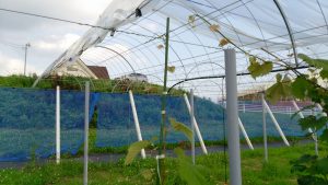 岡山吉備中央ぶどうピオーネシャインマスカット