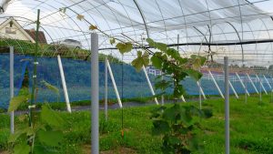 岡山吉備中央ぶどうピオーネシャインマスカット