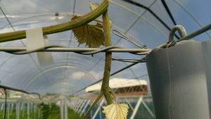 岡山吉備中央ぶどうピオーネシャインマスカット