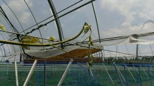 シャインマスカット新梢