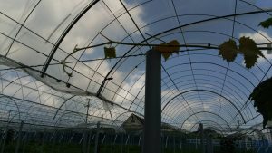 シャインマスカット新梢