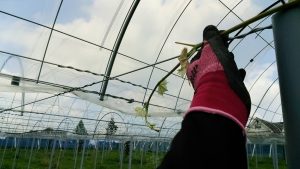 シャインマスカット新梢