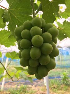 s-こんなに立派に