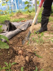 s-穴を30ｃｍ掘る