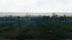 天空農園雨模様