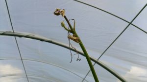 シャインマスカト先枯れ