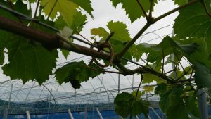 麻ひも取り付け