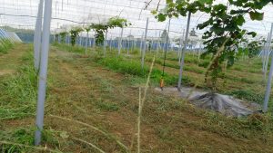 シャインマスカット潅水