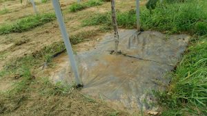 ピオーネ樹の周り草刈り