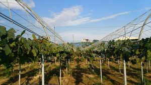 トンネルビニール撤去