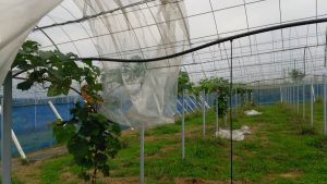 シャインマスカット園トンネルビニール取り