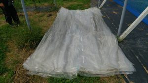 シャインマスカット園トンネルビニール取り