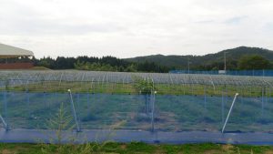シャインマスカット園トンネルビニール取り