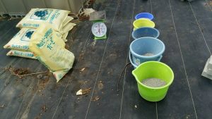 ピオーネ園礼肥