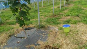 ピオーネ園礼肥