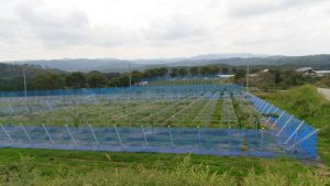 トンネルビニール取った後