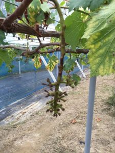 s-きれいに軸だけ残す