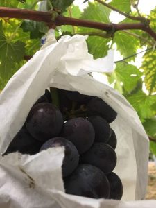 s-ここも1粒の為に