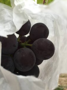 s-またしても1粒のために