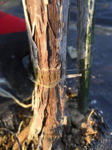 s-幹にビニール跡 (1)