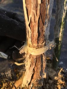 s-幹にビニール跡 (2)