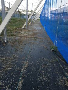 s-草抜き後きれいに