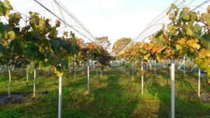 10月末で葉が残る