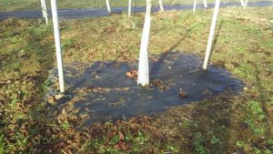 アグリスジャパン天空のピオーネ農園