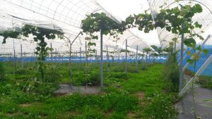 シャインマスカット枝管理